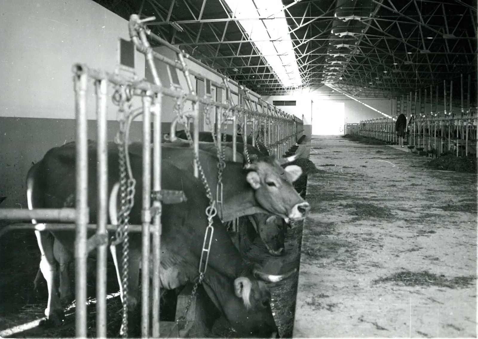 Interno stalla, inizio anni '70