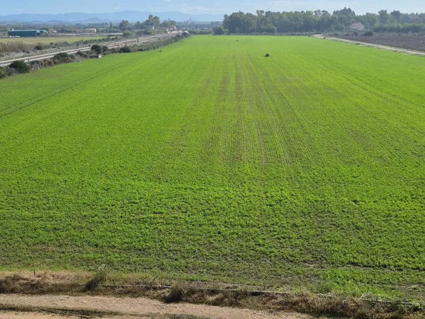 Campo coltivato (trifoglio)