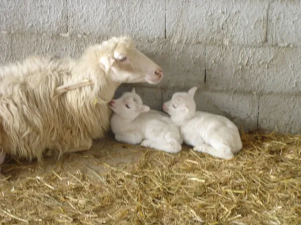 Pecora sarda con i suoi agnellini