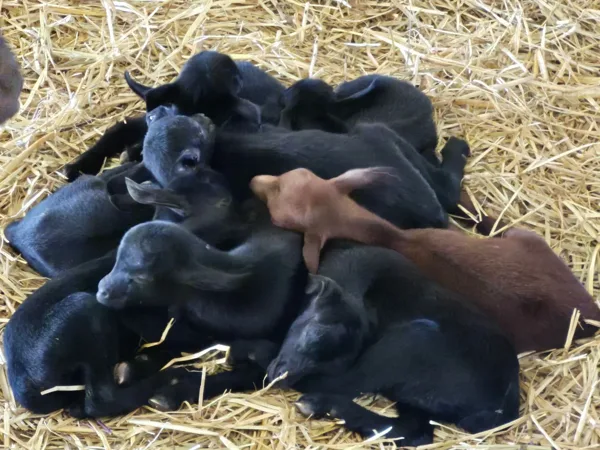 Un gruppo di capretti con pochi giorni di vita
