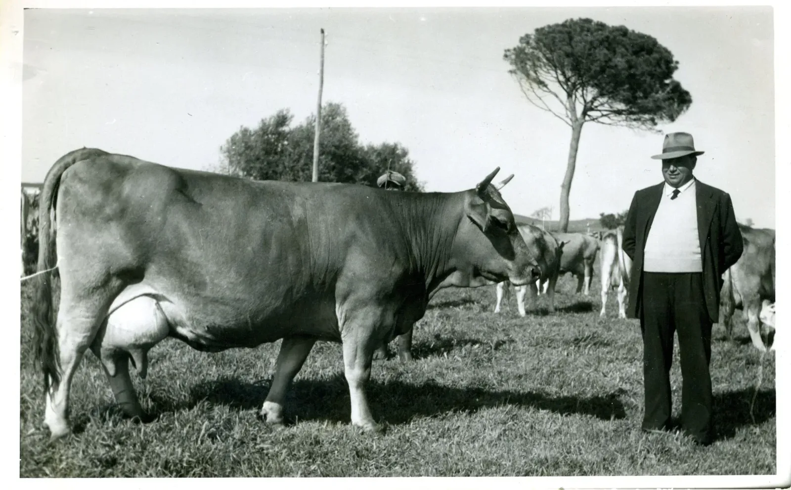 Foto d'epoca: un allevatore con una mucca